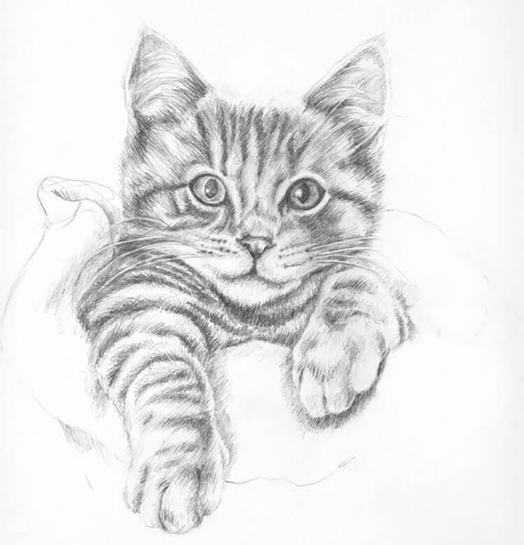 Realistic Drawings of Cats